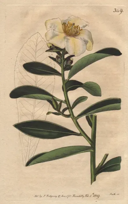 Framed Print : Penang camellia, white camellia with yellowish Framed Print : Penang camellia, white camellia with yellowish
