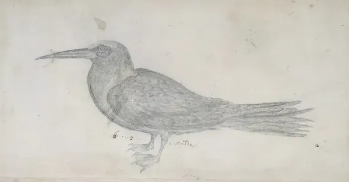 Framed Print : Noddy. A pencil sketch from the Drawings Collection of Thomas Malie (1726-42) Framed Print : Noddy. A pencil sketch from the Drawings Collection of Thomas Malie (1726-42)