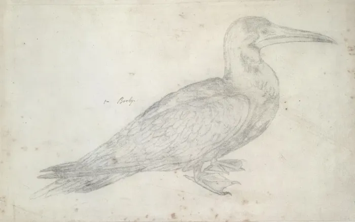 Framed Print : booby. A pencil sketch from the Drawings Collection of Thomas Malie (1726-42) Framed Print : booby. A pencil sketch from the Drawings Collection of Thomas Malie (1726-42)