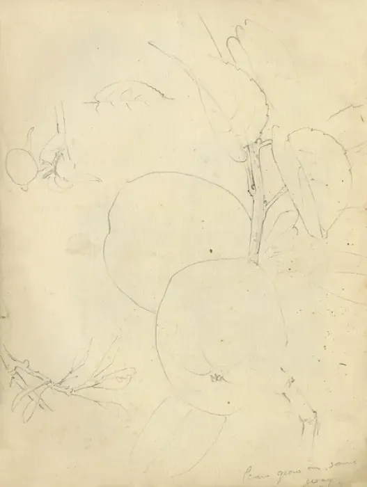Framed Print : Pencil sketch of fruit Framed Print : Pencil sketch of fruit