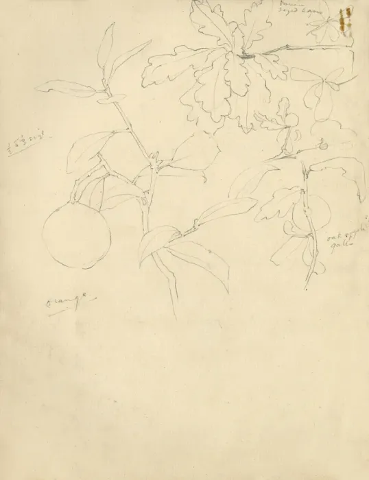 Framed Print : Pencil sketch of leaves and fruit Framed Print : Pencil sketch of leaves and fruit