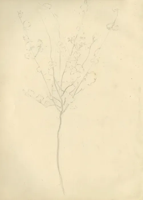 Framed Print : Pencil sketch of a tree Framed Print : Pencil sketch of a tree