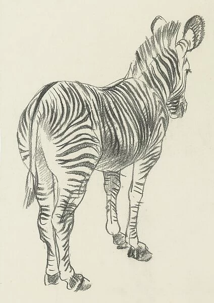 Pencil sketch of a Zebra
