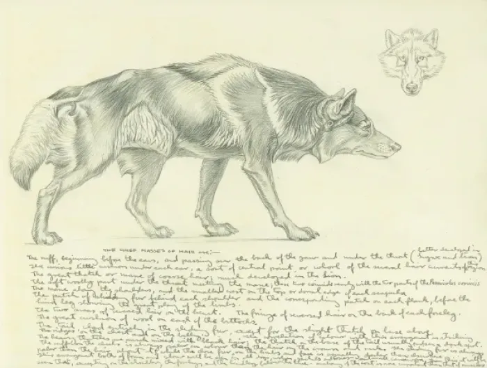 Framed Print : Pencil study of a wolf Framed Print : Pencil study of a wolf