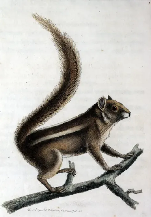 Framed Print : Pencil-tailed squirrel on a branch Framed Print : Pencil-tailed squirrel on a branch