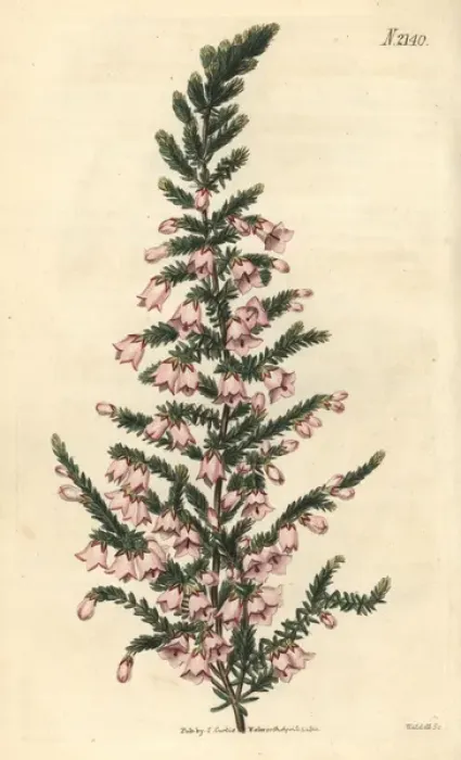 Framed Print : Pendent-flowered heath, Erica propendens Framed Print : Pendent-flowered heath, Erica propendens