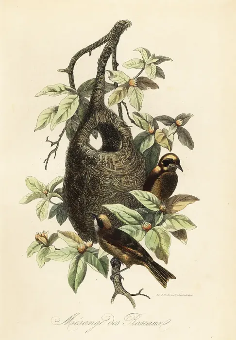 Framed Print : Penduline tit, Remiz pendulinus, and bag nest Framed Print : Penduline tit, Remiz pendulinus, and bag nest