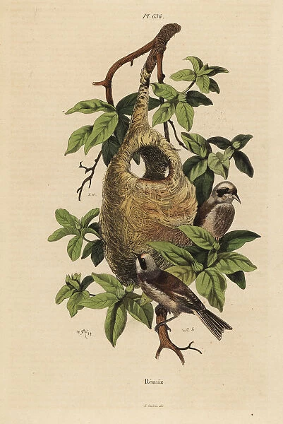 Penduline tit, Remiz pendulinus, and nest