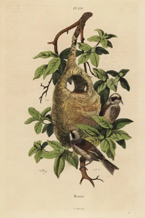 Framed Print : Penduline tit, Remiz pendulinus, and nest