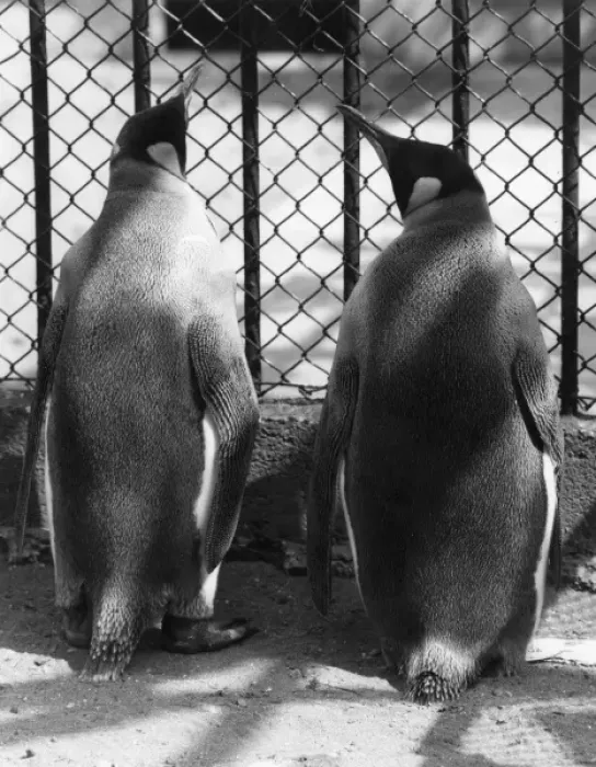 Framed Print : Penguin Pals Framed Print : Penguin Pals