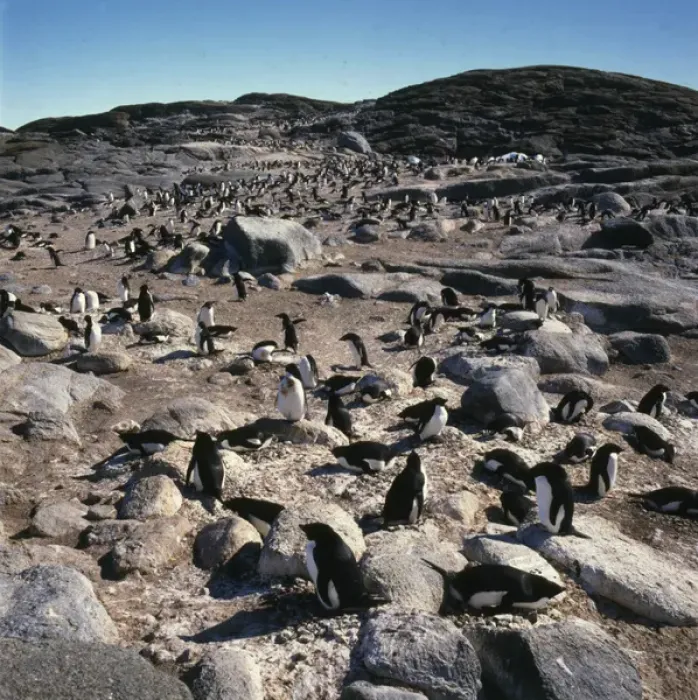 Framed Print : Penguin, rookery, Antarctica Framed Print : Penguin, rookery, Antarctica