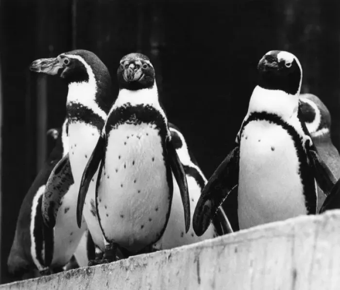 Framed Print : PENGUINS. A group of penguins. Date: 1960s Framed Print : PENGUINS. A group of penguins. Date: 1960s