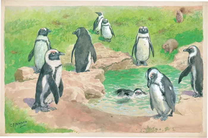 Framed Print : Penguins at London Zoo Framed Print : Penguins at London Zoo