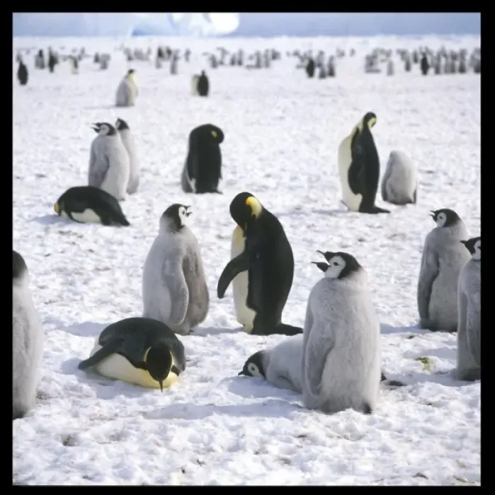 Framed Print : Penguins in the Snow Framed Print : Penguins in the Snow