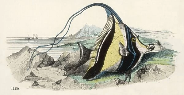 Pennant Fish  /  1860