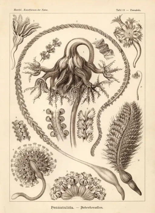 Framed Print : Pennatulacea sea pen corals Framed Print : Pennatulacea sea pen corals