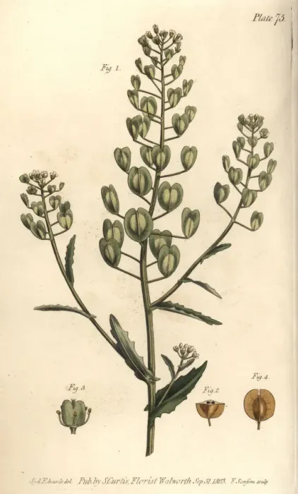 Framed Print : Pennycress, Thlaspi arvense