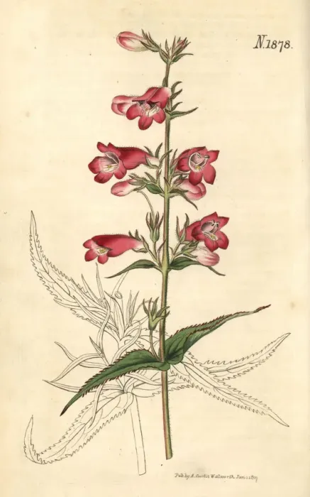 Framed Print : Penstemon campanulatus Framed Print : Penstemon campanulatus