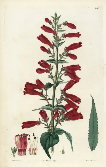 Framed Print : Penstemon roseus Framed Print : Penstemon roseus