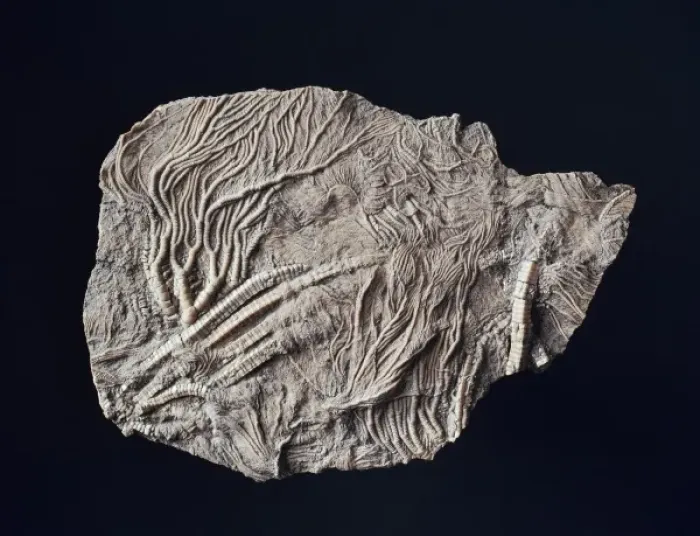 Framed Print : Pentacrinites, crinoid Framed Print : Pentacrinites, crinoid