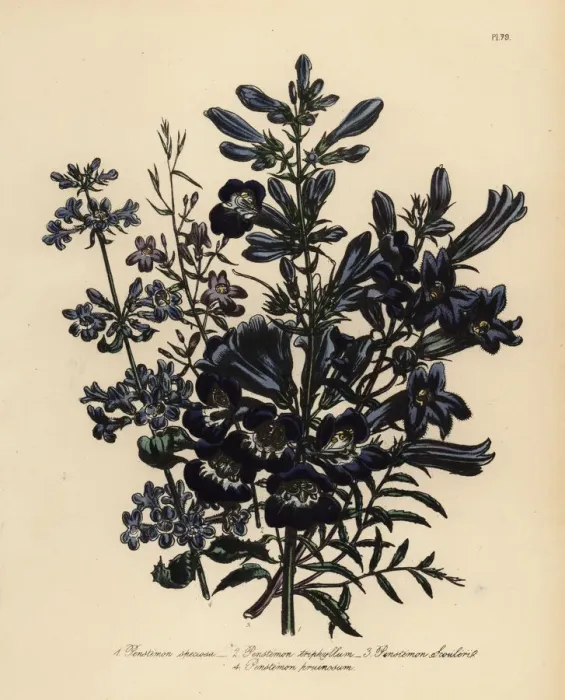 Framed Print : Pentstemon or Penstemon species Framed Print : Pentstemon or Penstemon species