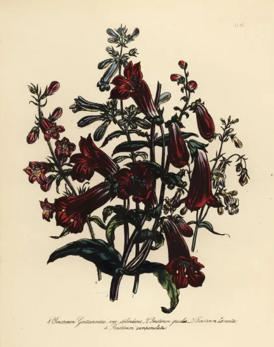 Framed Print : Pentstemon or Penstemon species Framed Print : Pentstemon or Penstemon species