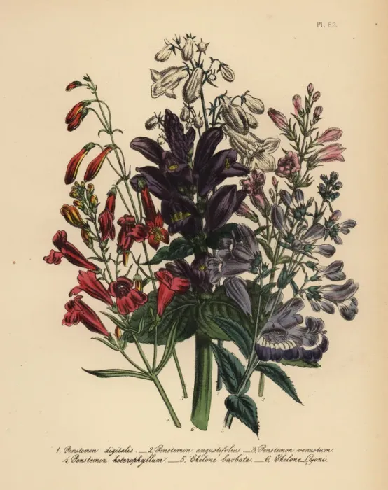 Framed Print : Pentstemon or Penstemon species Framed Print : Pentstemon or Penstemon species