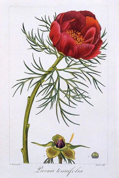 Peonie Botanical Flower Date: 1827