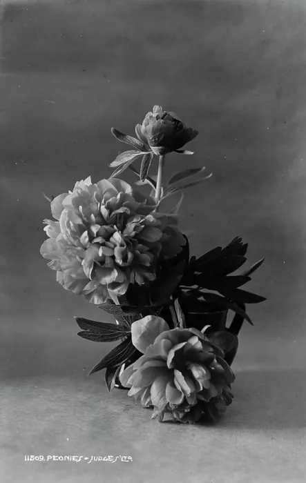 Framed Print : Peonies in a Vase Framed Print : Peonies in a Vase