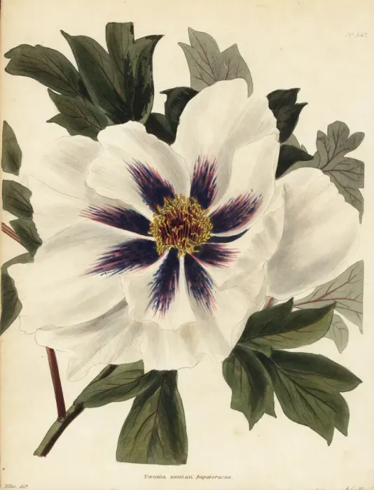 Framed Print : Peony cultivar, Paeonia x suffruticosa Framed Print : Peony cultivar, Paeonia x suffruticosa