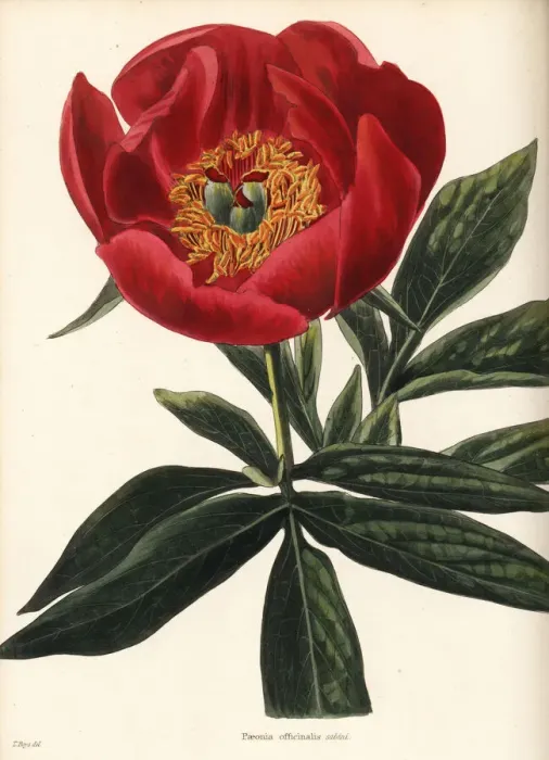Framed Print : Peony, Paeonia officinalis sabini Framed Print : Peony, Paeonia officinalis sabini