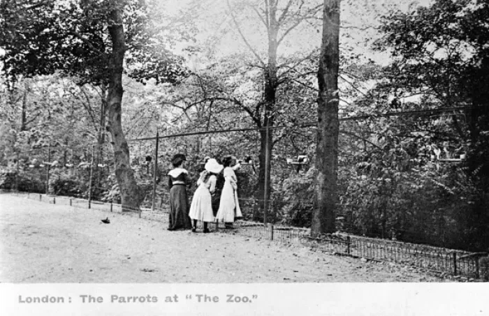 Framed Print : People looking at the parrots at London Zoo Framed Print : People looking at the parrots at London Zoo