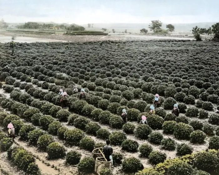 Framed Print : People picking tea, Japan Framed Print : People picking tea, Japan