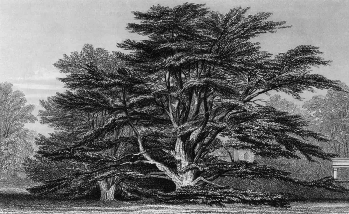 Framed Print : Peper Harow Park, Surrey Framed Print : Peper Harow Park, Surrey