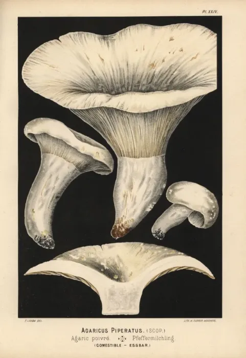 Framed Print : Pepper mushroom, Lactarius piperatus, edible Framed Print : Pepper mushroom, Lactarius piperatus, edible