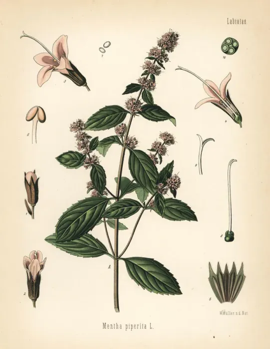 Framed Print : Peppermint, Mentha piperita Framed Print : Peppermint, Mentha piperita