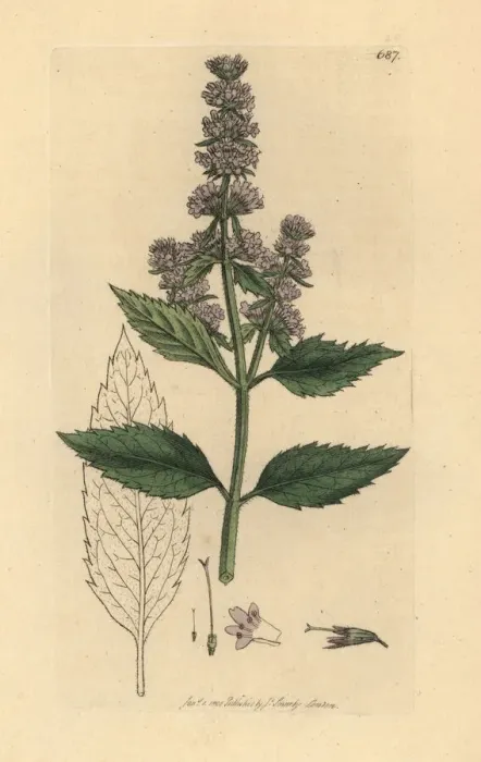 Framed Print : Peppermint, Mentha piperita Framed Print : Peppermint, Mentha piperita