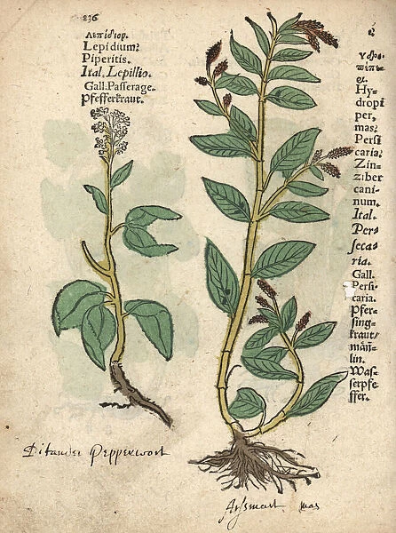 Pepperwort, Lepidium latifolium, and waterpepper