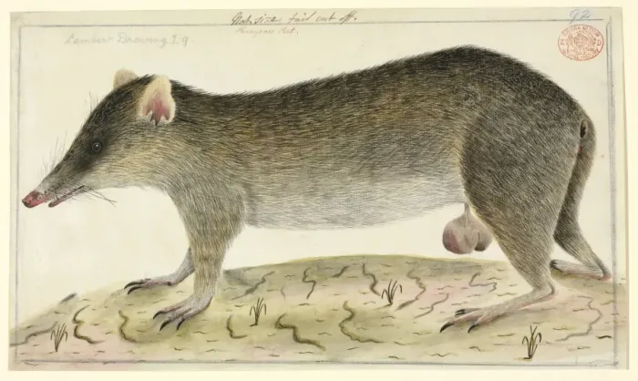 Framed Print : Perameles nasuta, long-nosed bandicoot Framed Print : Perameles nasuta, long-nosed bandicoot