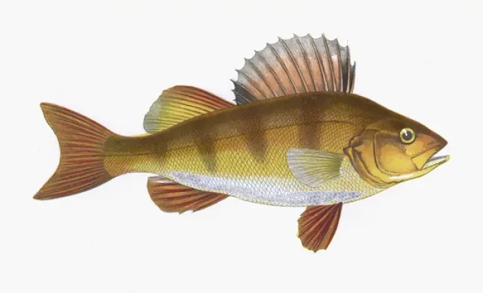 Framed Print : Perca fluviatilis, or European perch Framed Print : Perca fluviatilis, or European perch