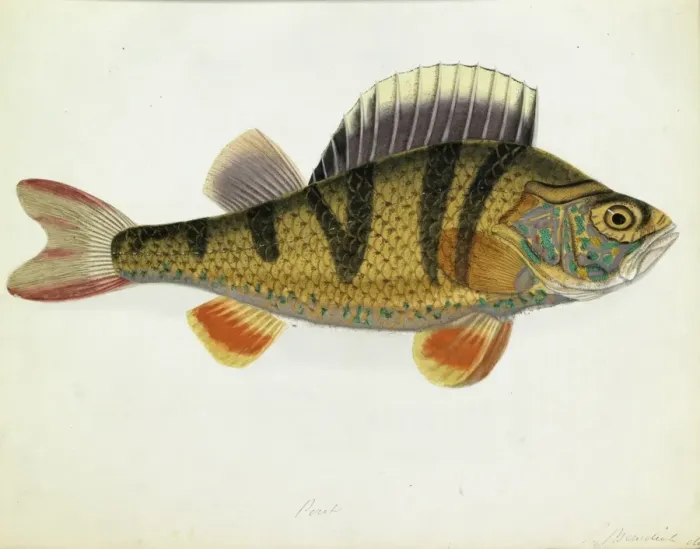 Framed Print : Perca fluviatilis, European perch Framed Print : Perca fluviatilis, European perch