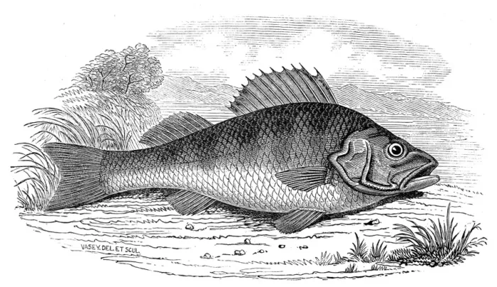 Framed Print : A Perch, 1846 Framed Print : A Perch, 1846