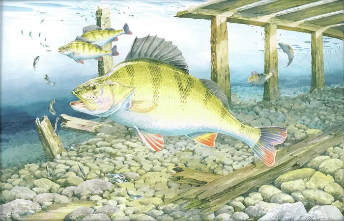 Framed Print : Perch Freshwater Fish Watercolour painting H Framed Print : Perch Freshwater Fish Watercolour painting H