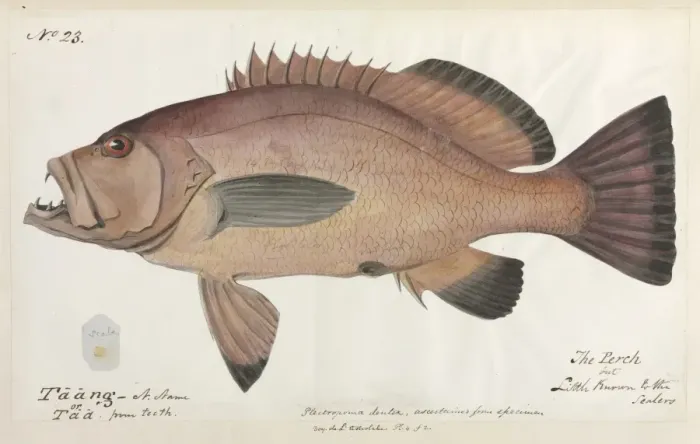 Framed Print : Perch illustration