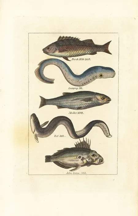 Framed Print : Perch, lamprey, mullet, eel and John Dory Framed Print : Perch, lamprey, mullet, eel and John Dory