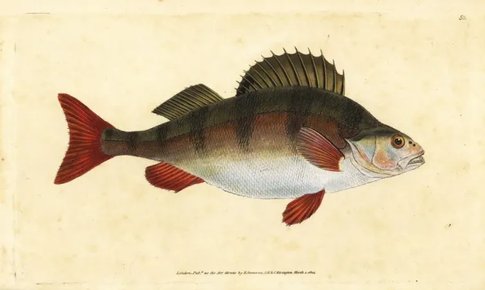 Framed Print : Perch, Perca fluviatilis