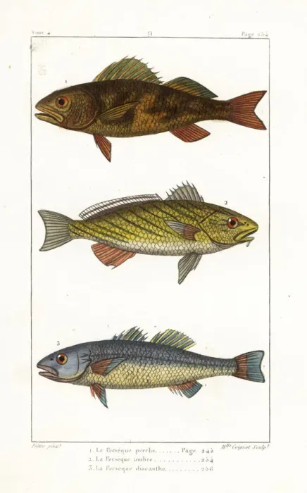 Framed Print : Perch, shi drum and seabass Framed Print : Perch, shi drum and seabass