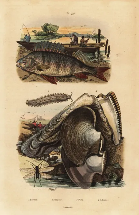 Framed Print : Perch, velvet worm, lacewing and pearl oyster Framed Print : Perch, velvet worm, lacewing and pearl oyster