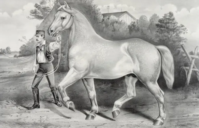 Framed Print : Percheron stallion Duc de Chartres, imported by A. Rogy: win Framed Print : Percheron stallion Duc de Chartres, imported by A. Rogy: win