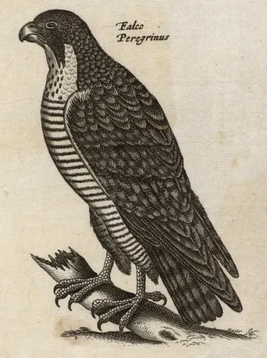 Framed Print : Peregrine Falcon Framed Print : Peregrine Falcon